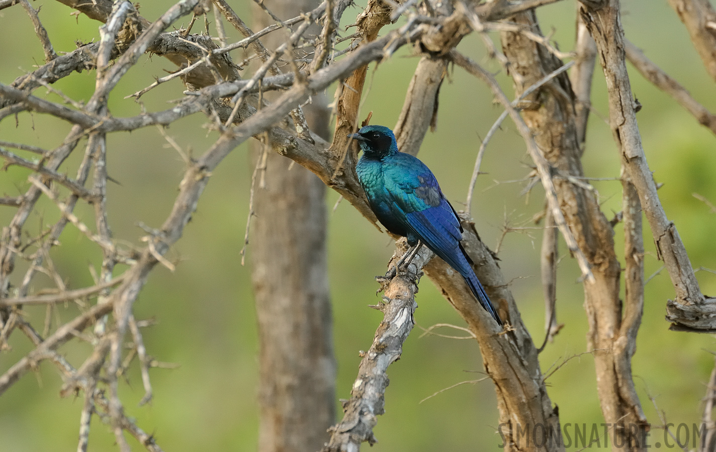 Lamprotornis mevesii [550 mm, 1/250 sec at f / 8.0, ISO 2000]